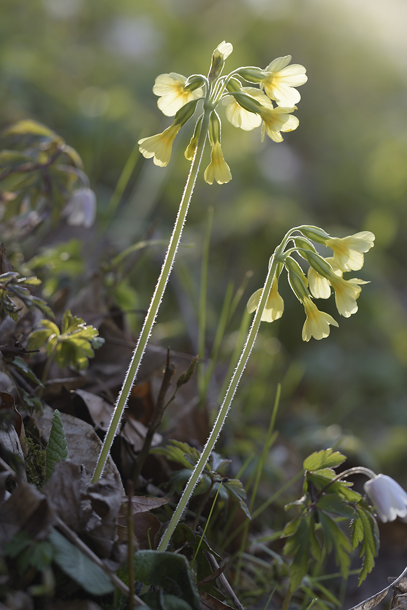 D500_800x1200_DSC0069.jpg