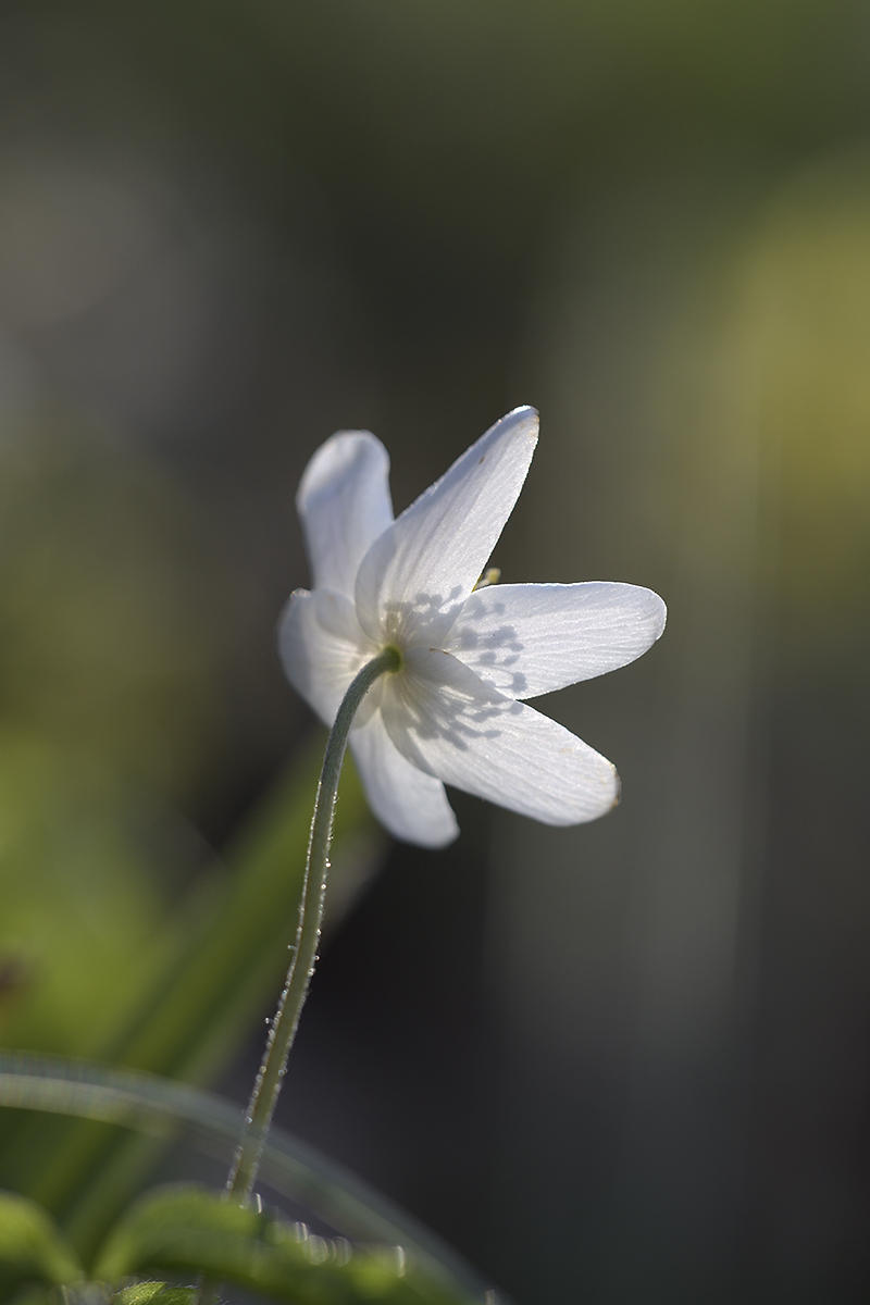 D500_800x1200_DSC0070.jpg