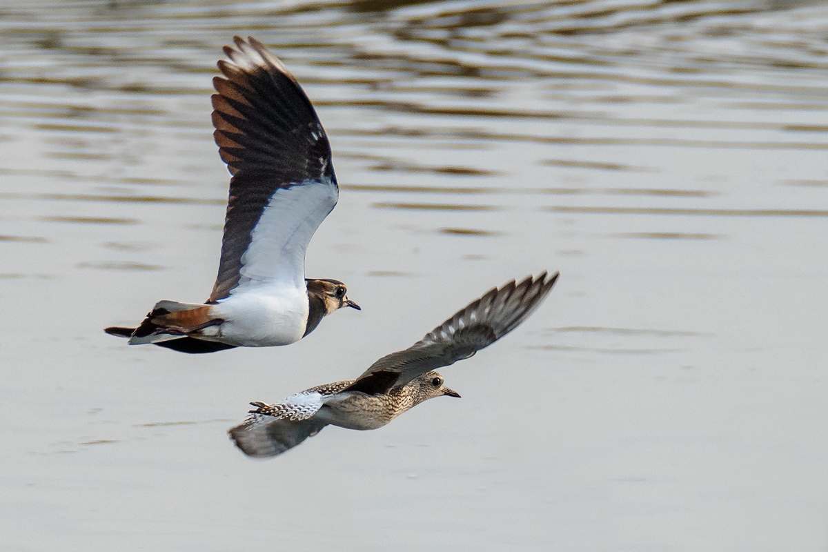 D50_0102_Kiebitz & Kiebitzregenpfeifer (Jungvogel)  IA_10_2019.jpg