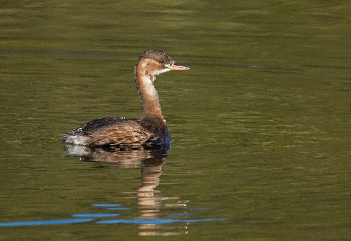 D50_0234_Zwergtaucher IA_10_2019.jpg