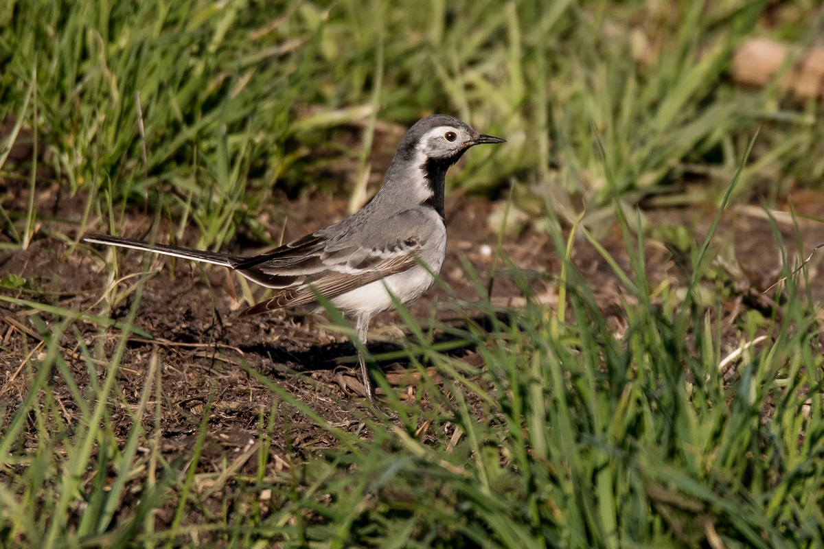 D50_0659_Bachstelze IA_4_2019.jpg