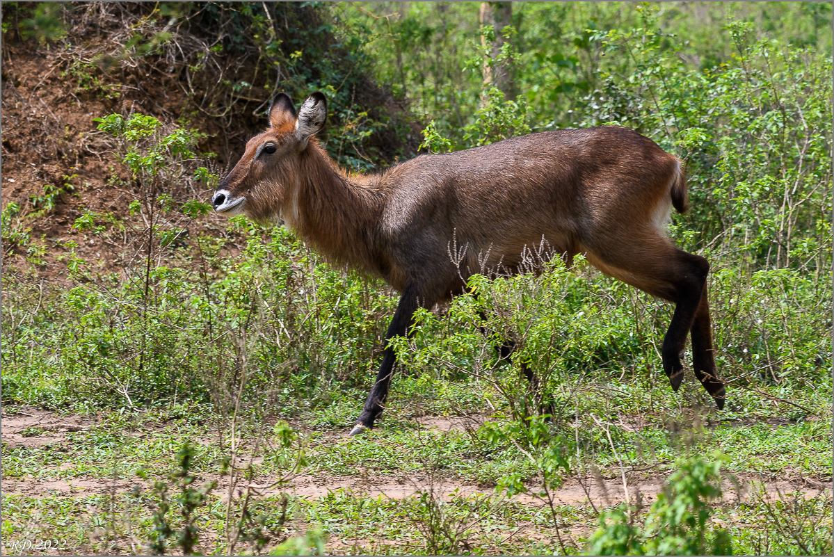D50_0732.jpg