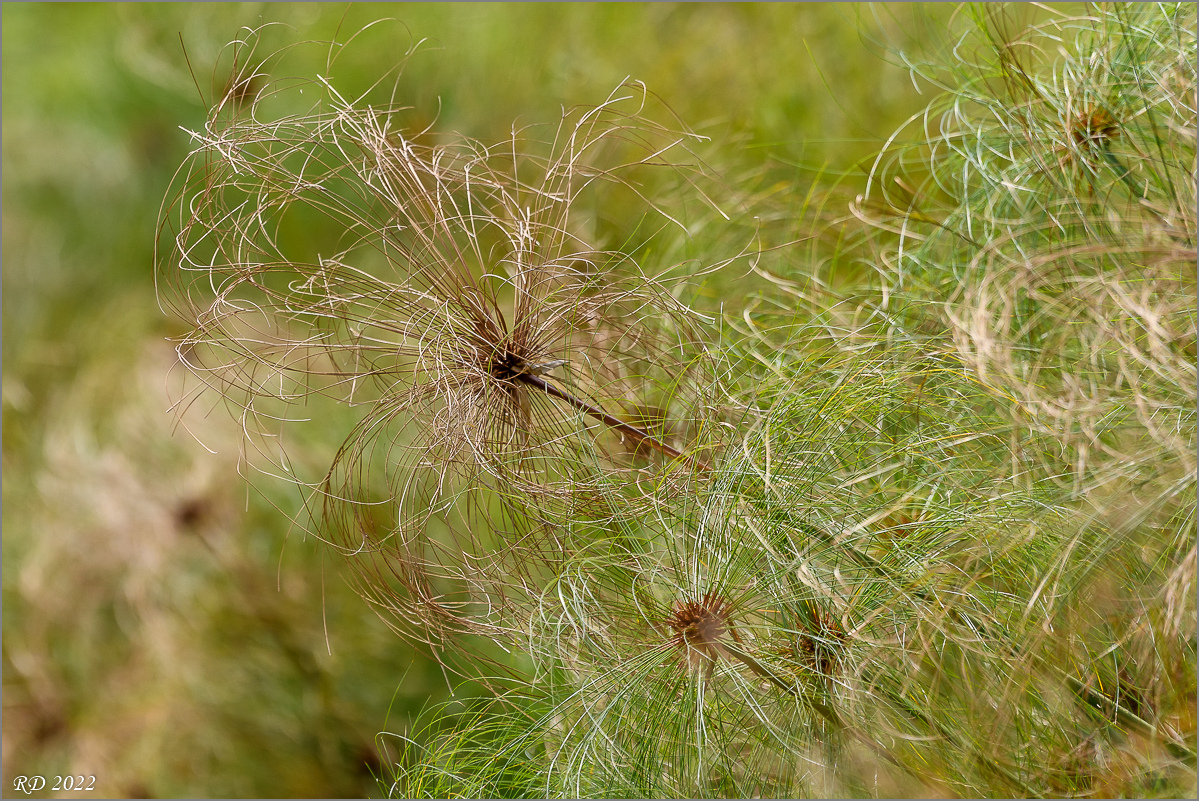 D50_0791.jpg
