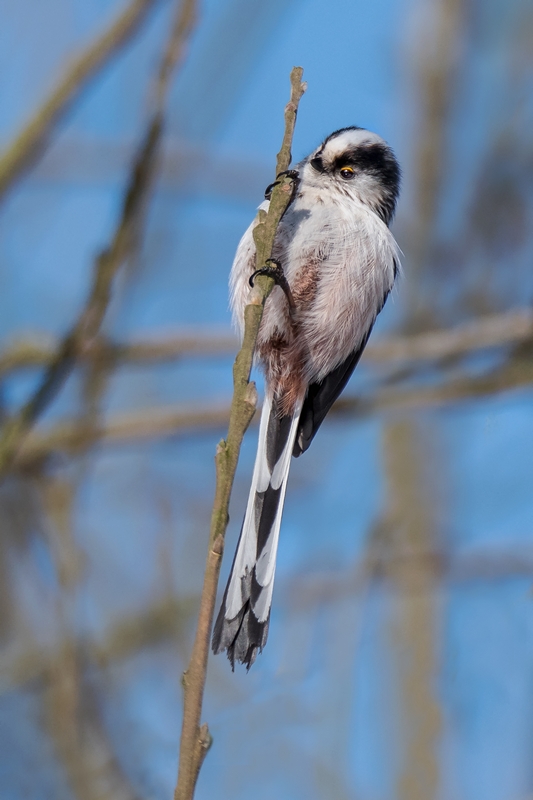 D50_0864_Schwanzmeise an Weidenstamm IA_2_2018.jpg