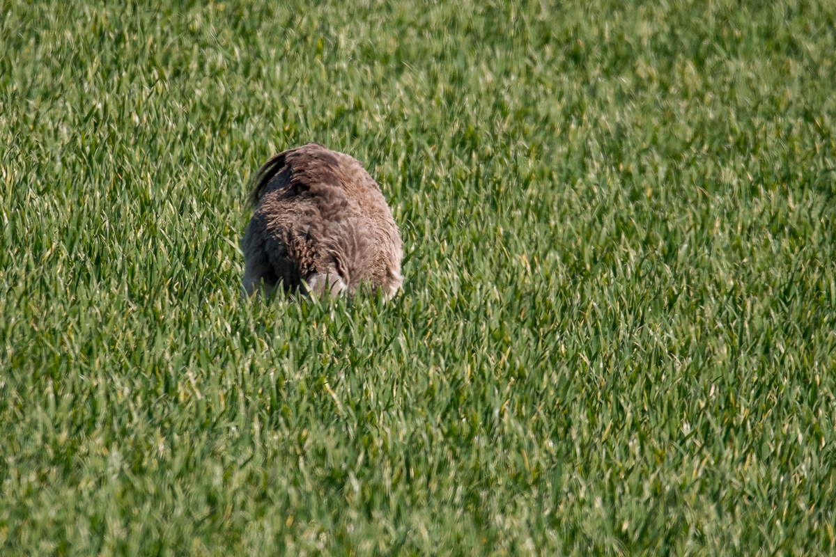 D50_0922_was mag dasfür ein Tier seinIA_4_2019.jpg