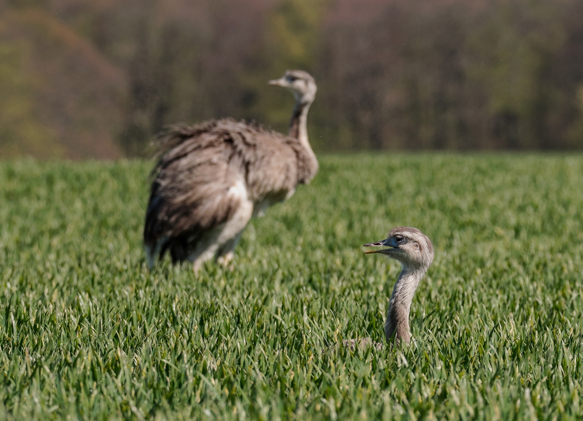 D50_0952_kommt da wer IA_4_2019.jpg