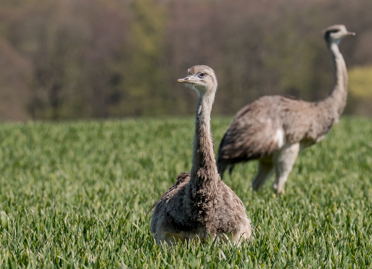 D50_0960_Nandu Pärchen im GetreidefeldIIA_4_2019.jpg