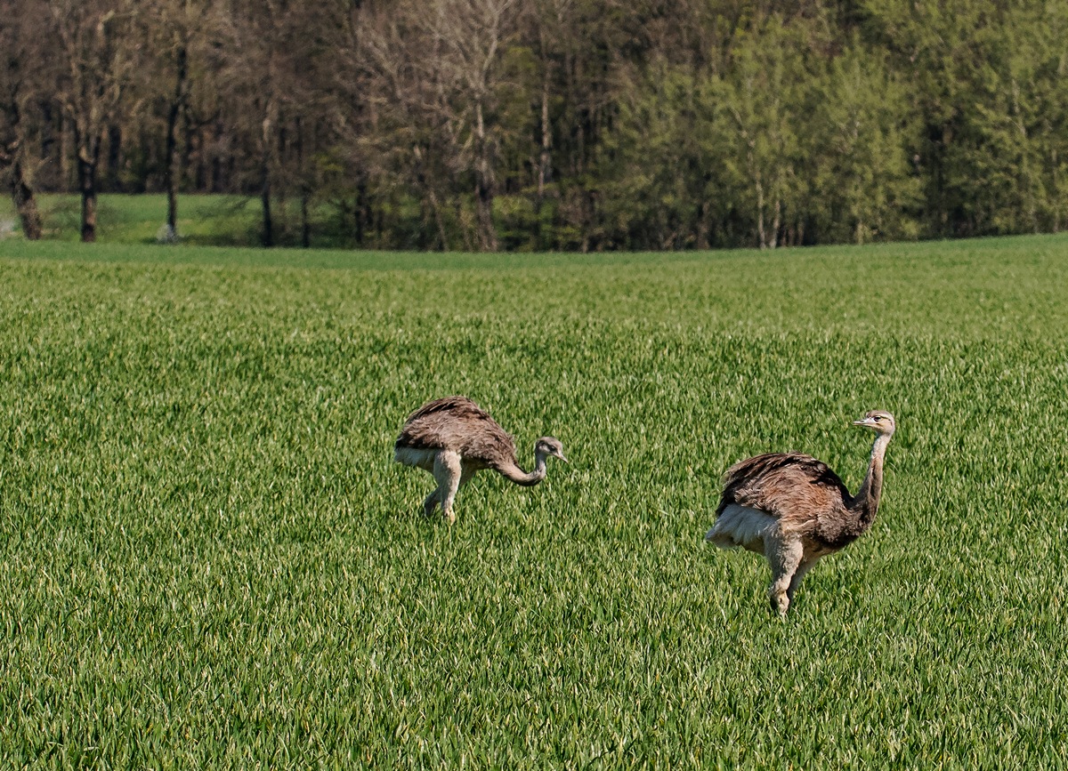 D50_0974_Nandupärchen IA-4_2019.jpg