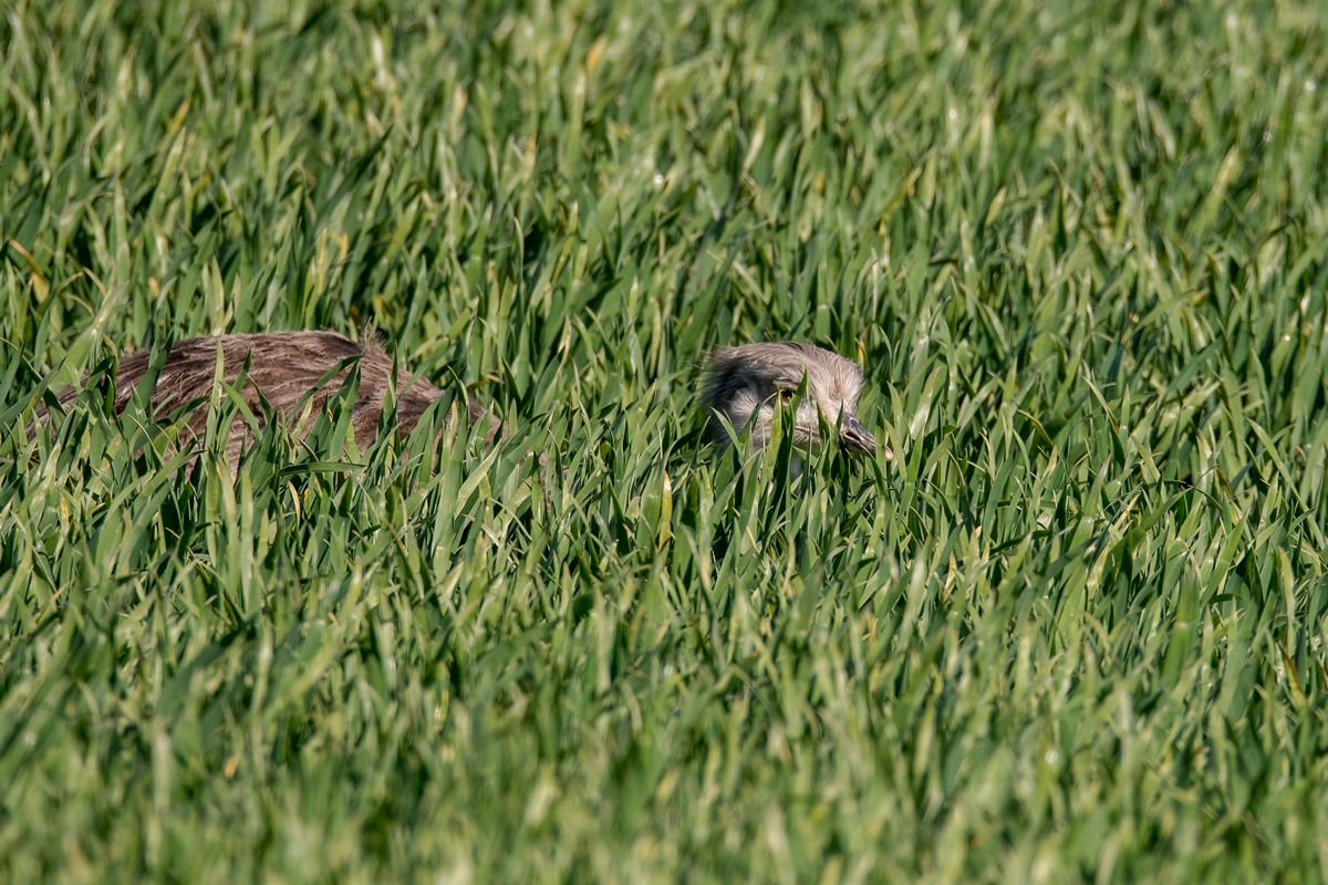 D50_1014_gut versteckt und doch entdecktIA_4_2019.jpg