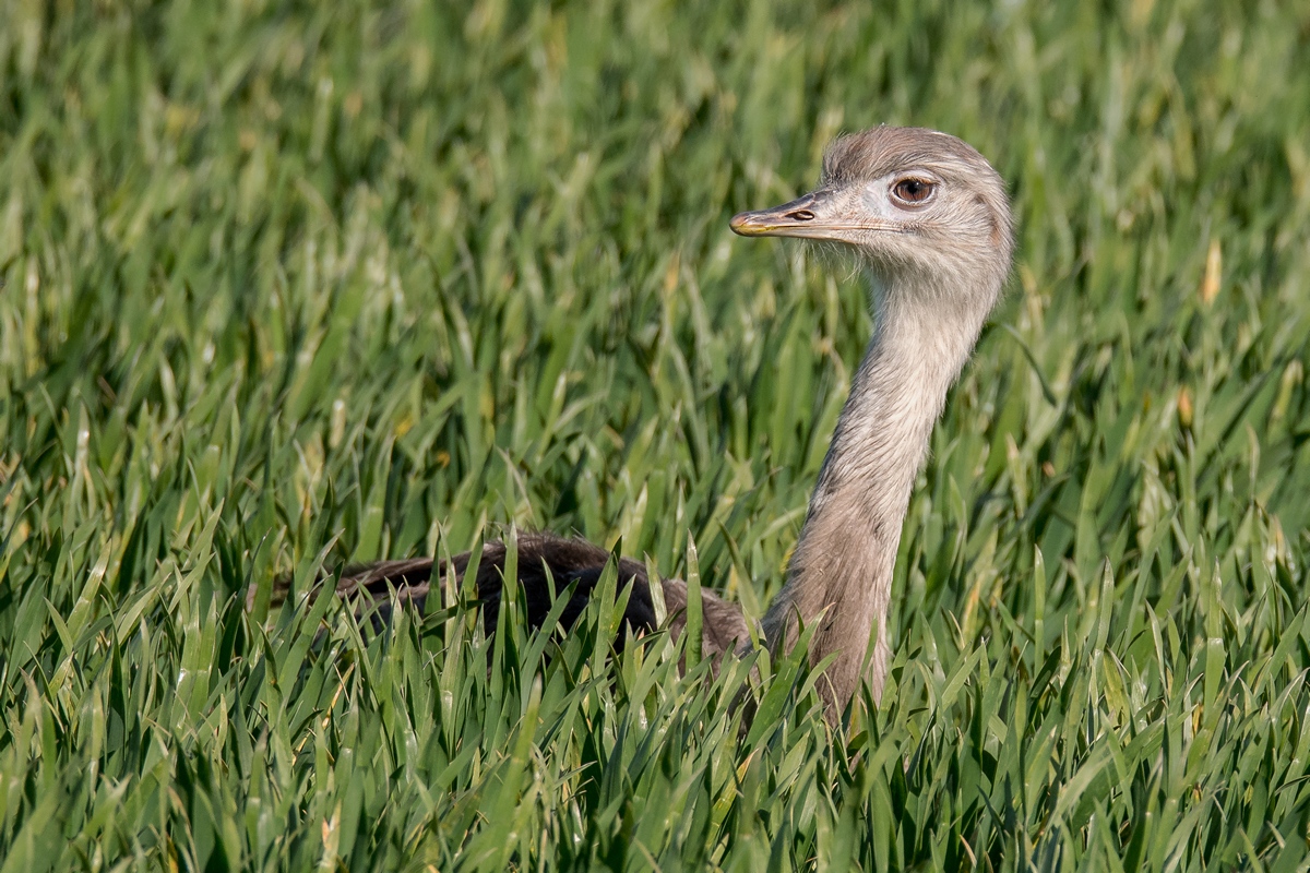 D50_1020_ein schöner KopfIA_4_2019.jpg