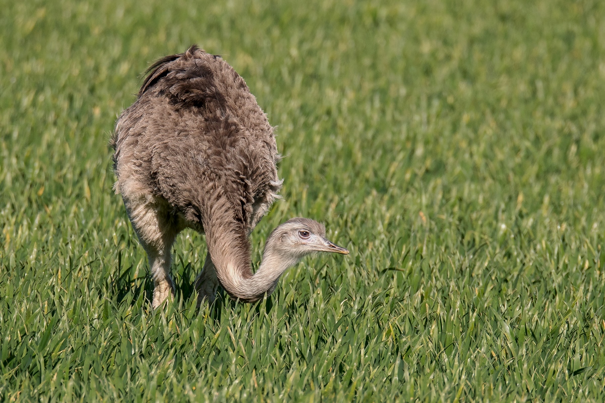 D50_1041_erstmal wegducken IA_4_2019.jpg