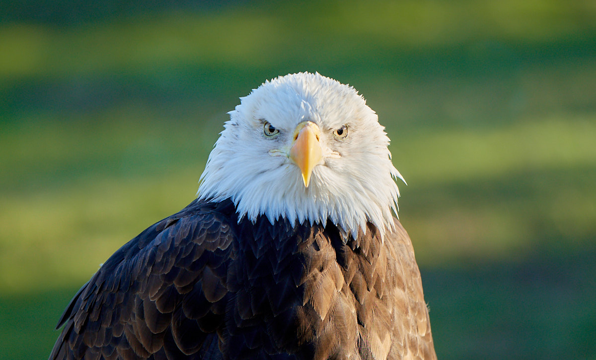 D50_1227Vogel5_NK_web.jpg