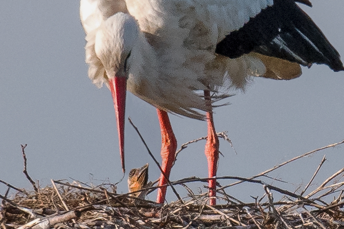 D50_1280_unserv Storch hat tatsächlich Nachwuchs _Ausschnitt_IA_5_2019.jpg
