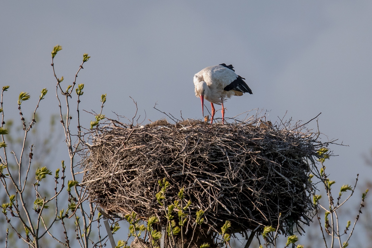 D50_1280_unserv Storch hat tatsächlich Nachwuchs_IA_5_2019.jpg
