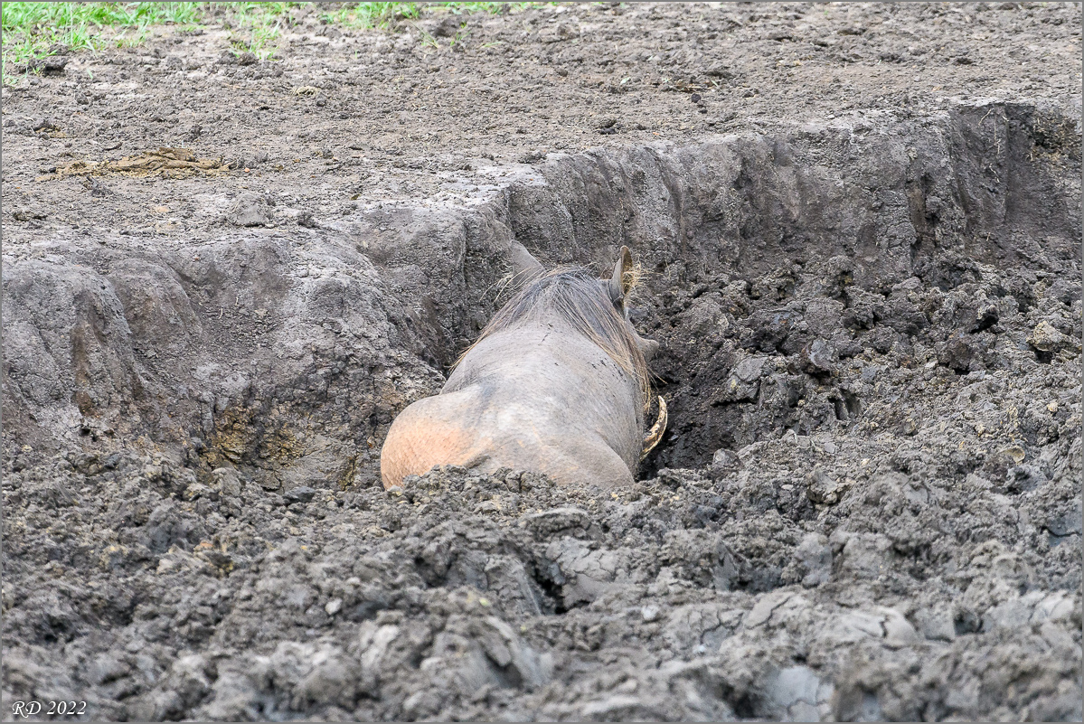 D50_1393.jpg