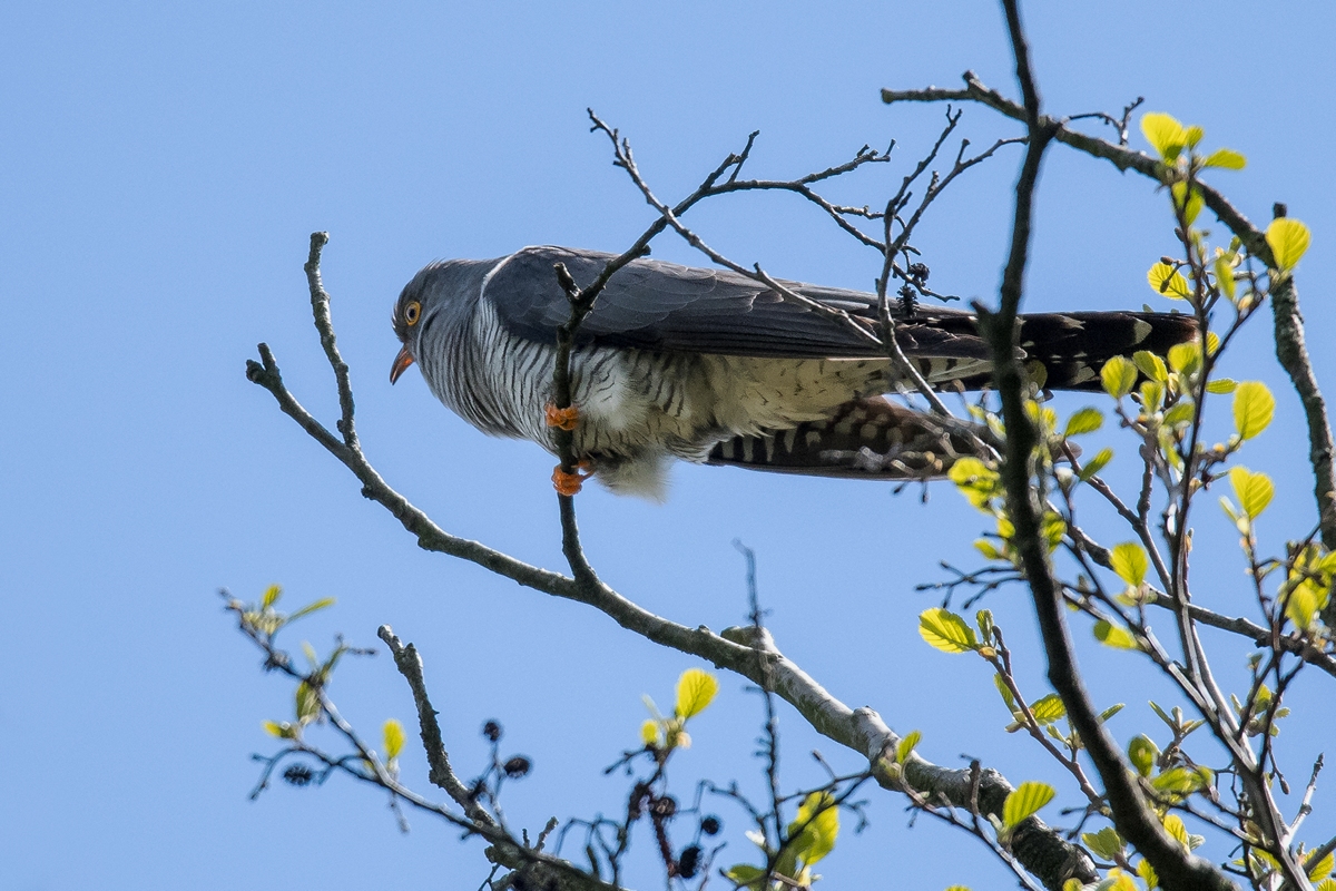 D50_1438_Kuckuck IIA_5_2019.jpg