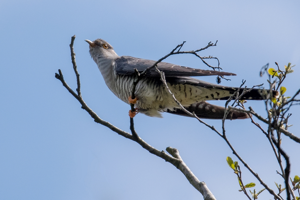 D50_1445_Kuckuck IA_5_2019.jpg
