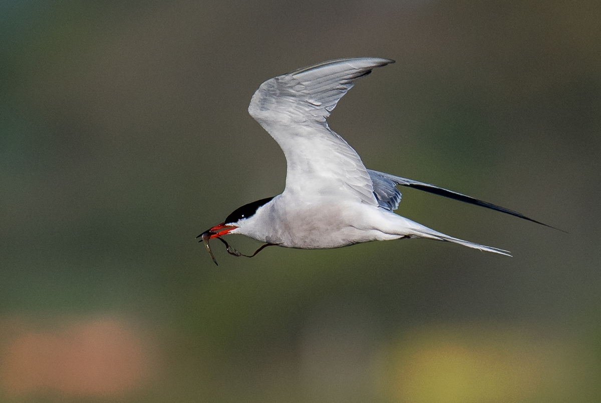D50_1599_Fisch und Kraut für die LiebsteIA_5_2019.jpg