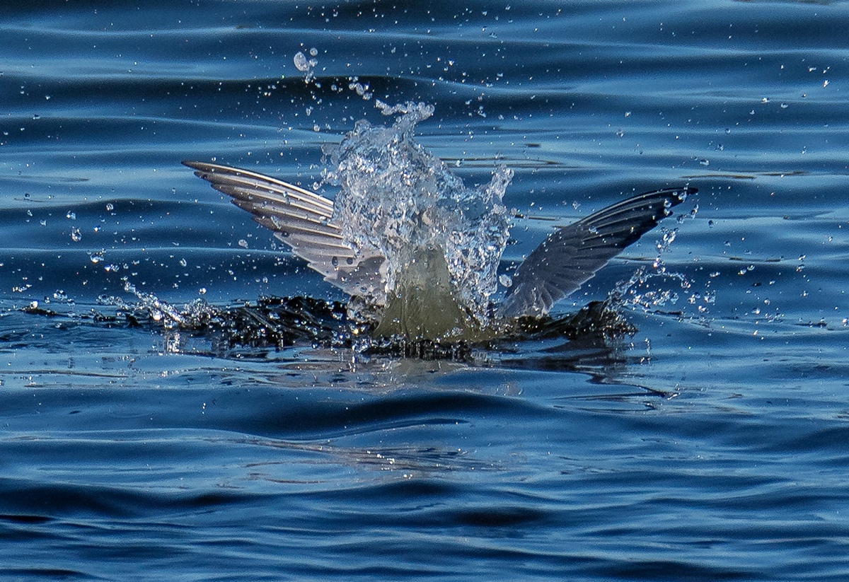 D50_1700_Eintauchen IA_5_2019.jpg