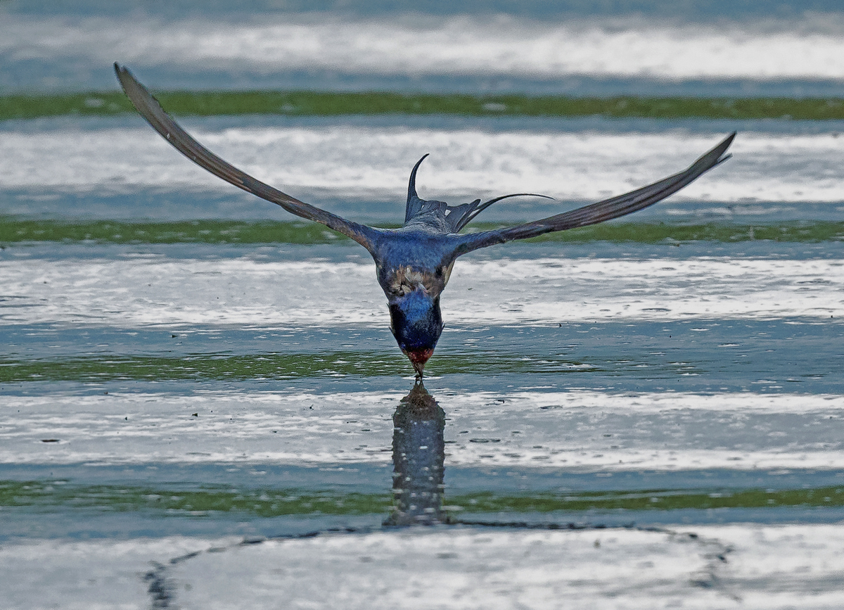 D50_1729_Rauchschwalbe an Wasserobefläche_IA_5_2021.jpg