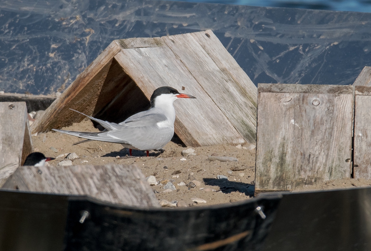 D50_1741die Residenz auf dem Floß der Flussseseeschwalben IA_5_2019.jpg