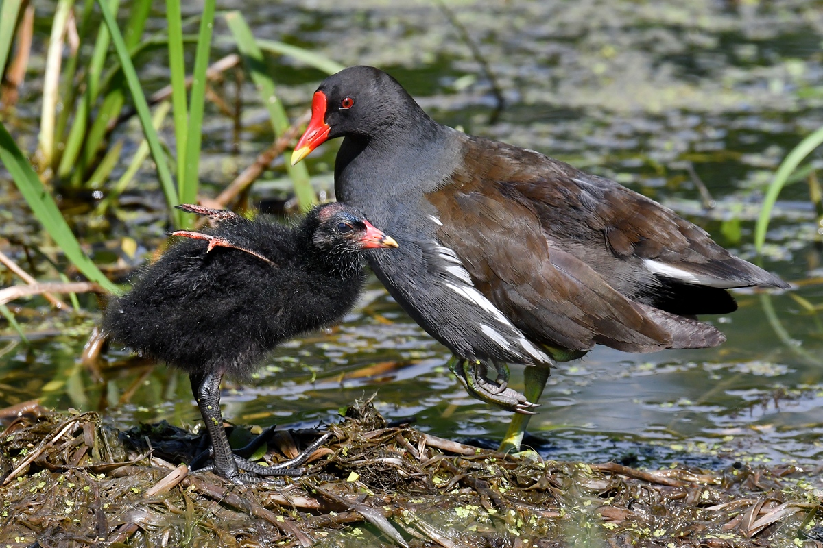 D50_1839_guck mal Mami_wie groß meine Flügel sind IA_5_2017.jpg