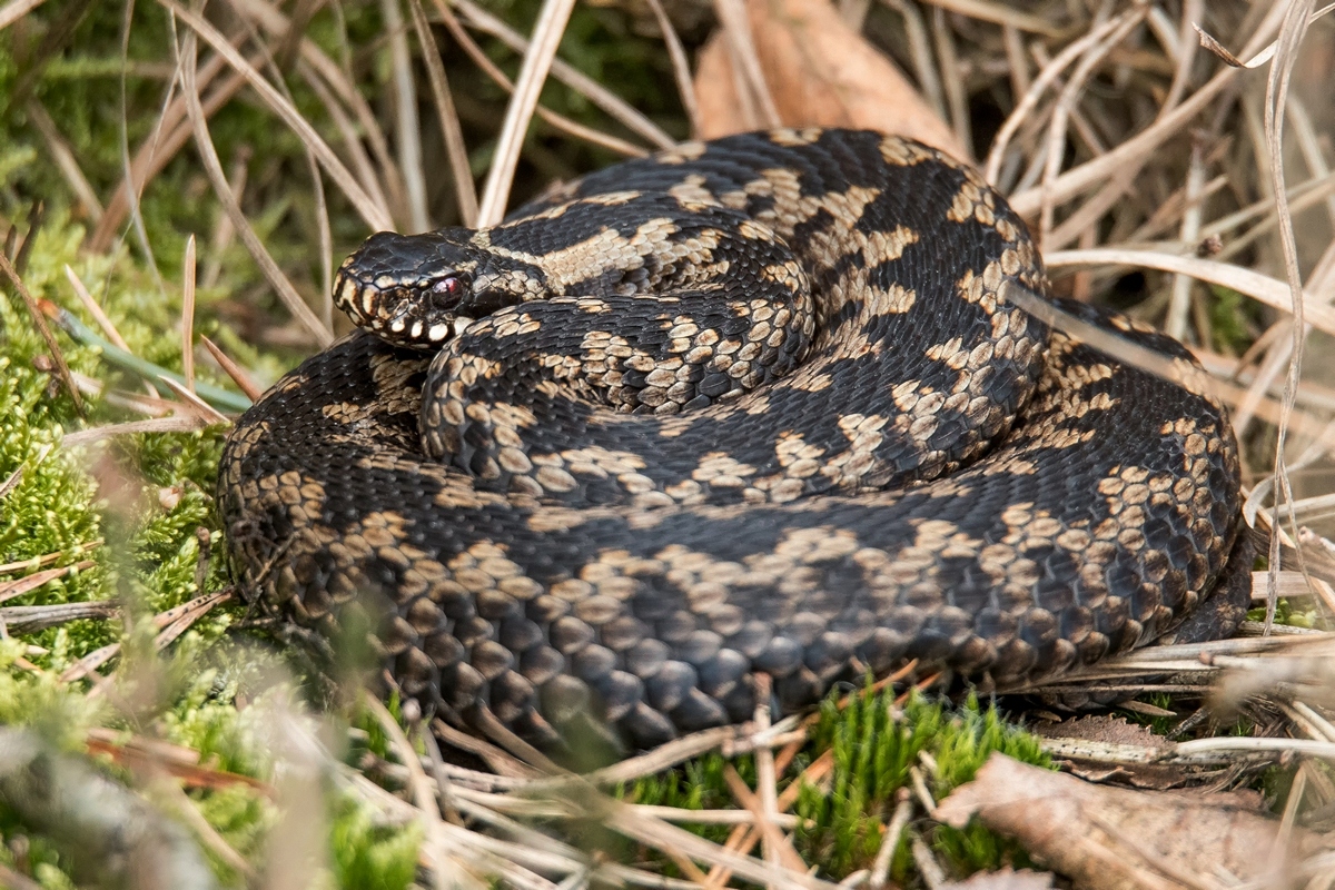 D50_1843_Kreuzotter aufgerolltIA_3_2020.jpg