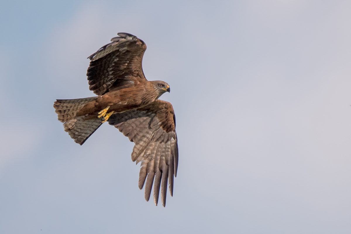 D50_1898_Bussard VA_5_2019.jpg