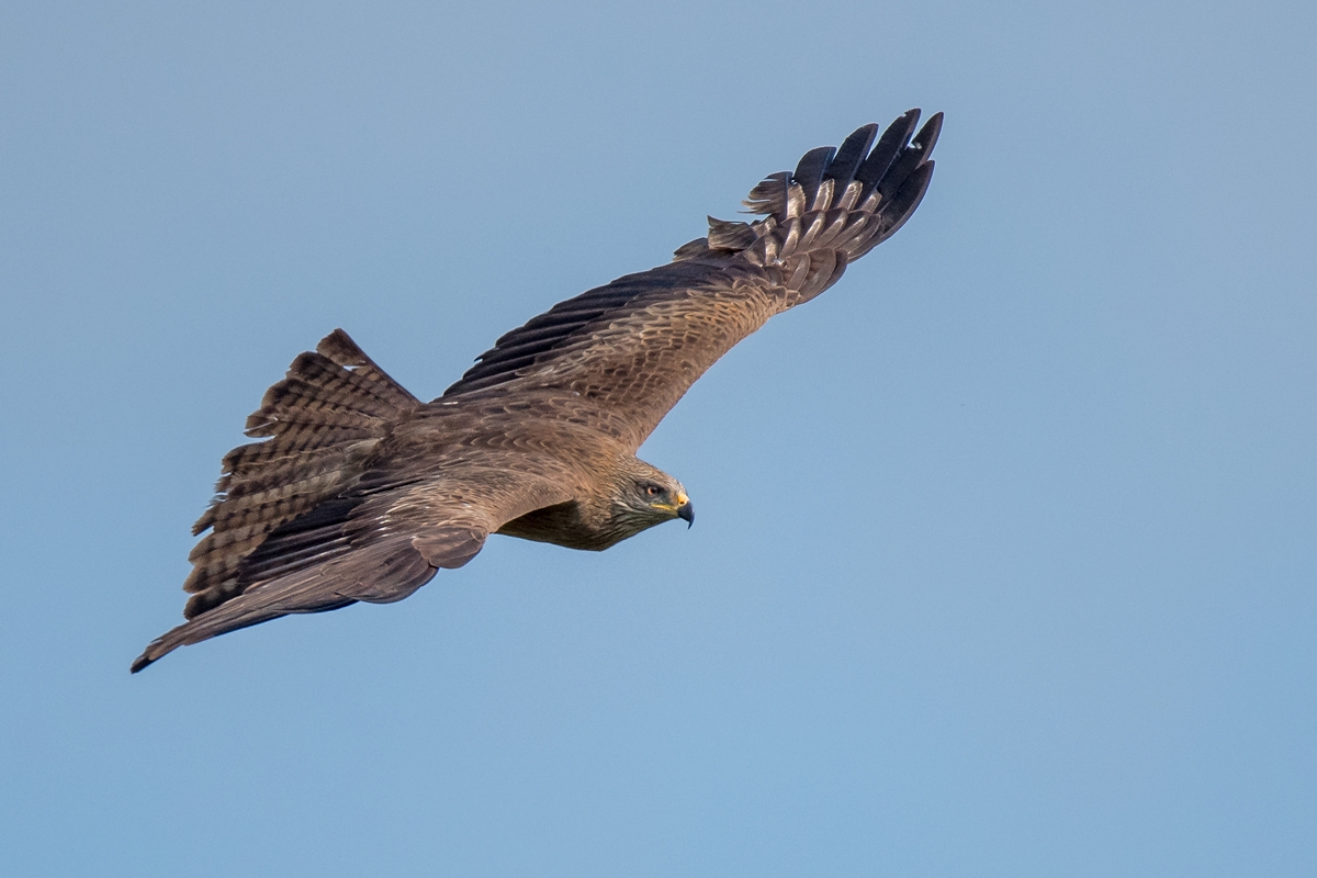 D50_1908_Bussard IIA_5_2019.jpg