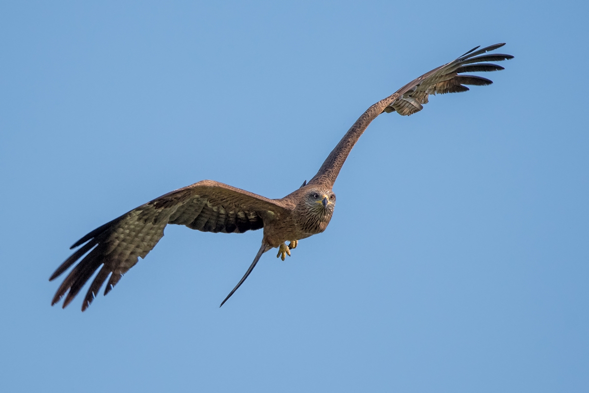 D50_1914_Frontalanflug IA_5_2019.jpg