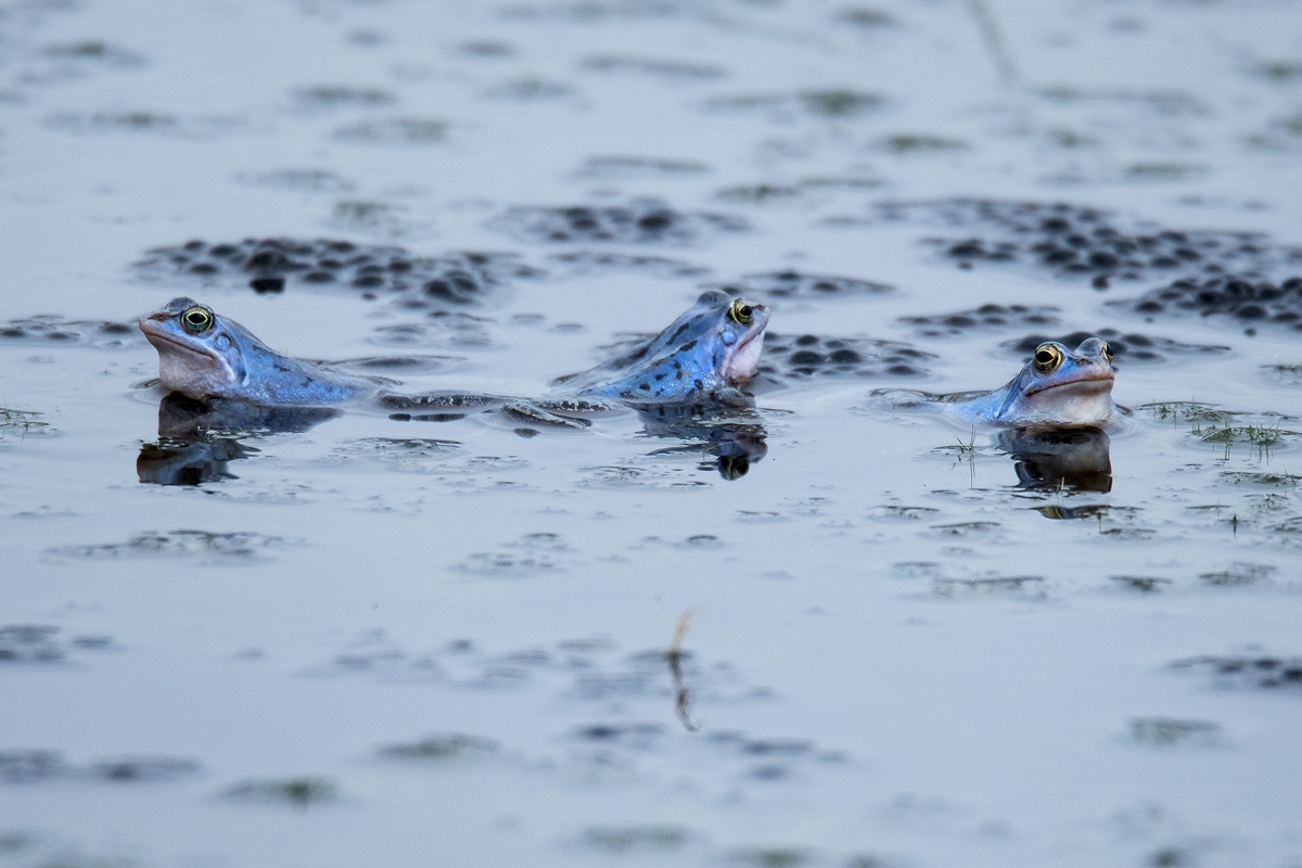 D50_1923_Blaumann_Trio IA_3_2020.jpg