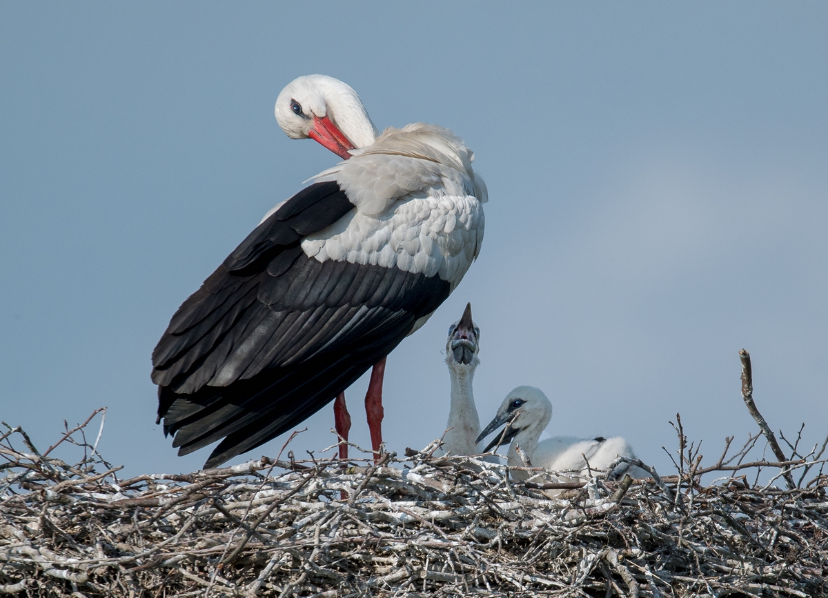 D50_1954_Storchi mit zwei Jungvögeln IA_5_2019.jpg