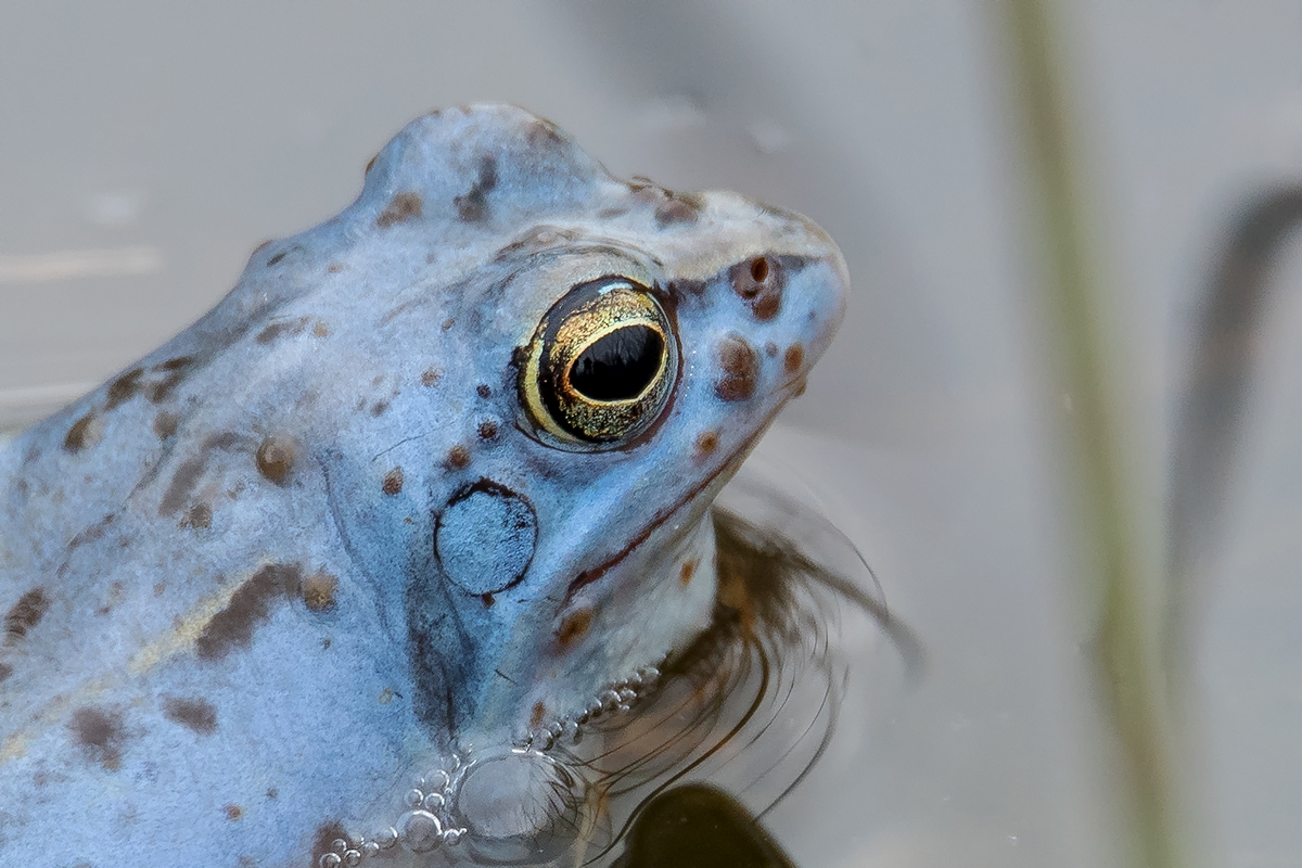 D50_1958_blauer Moorfrosch_Porträt IA_3_2020.jpg
