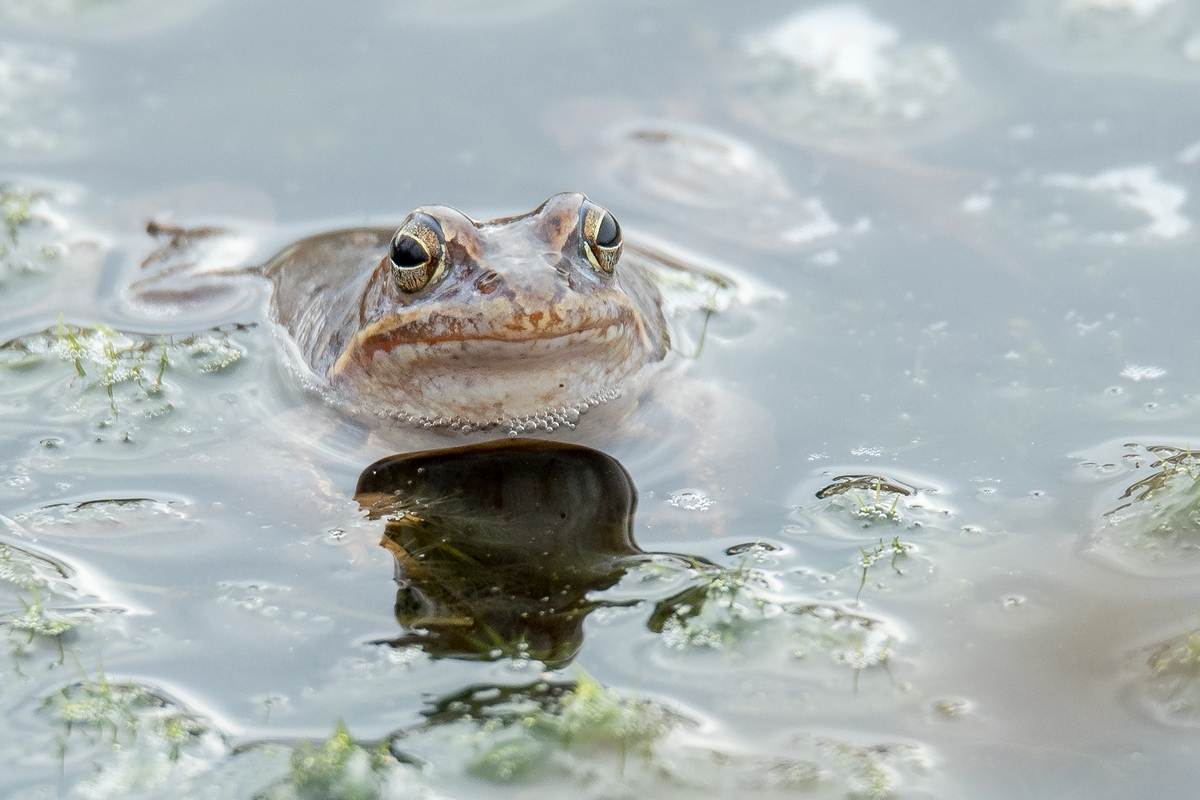 D50_1959_Moorfrosch Weibchen IA_3_2020.jpg