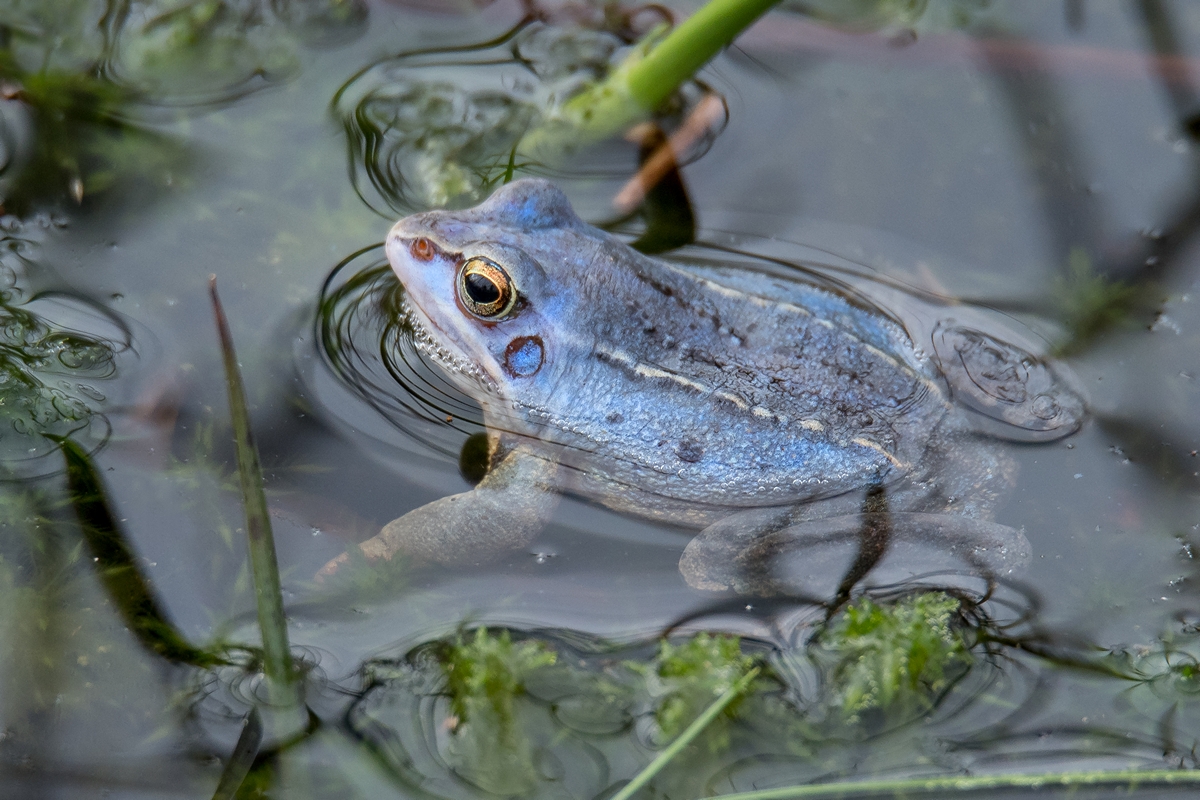 D50_1986_Moorfrosch in Paarungsfärbung IA_3_2020.jpg