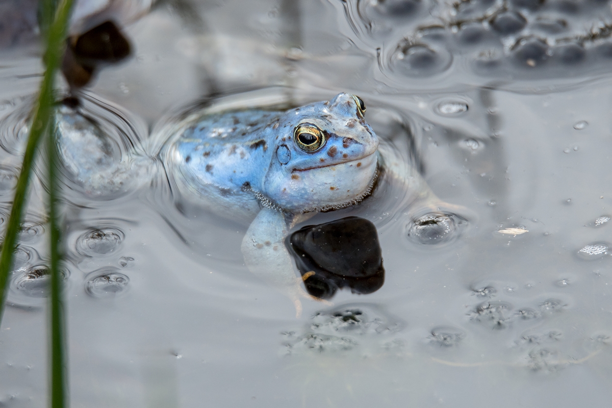 D50_1994_Moorfrosch in Blau IA_3_2020.jpg