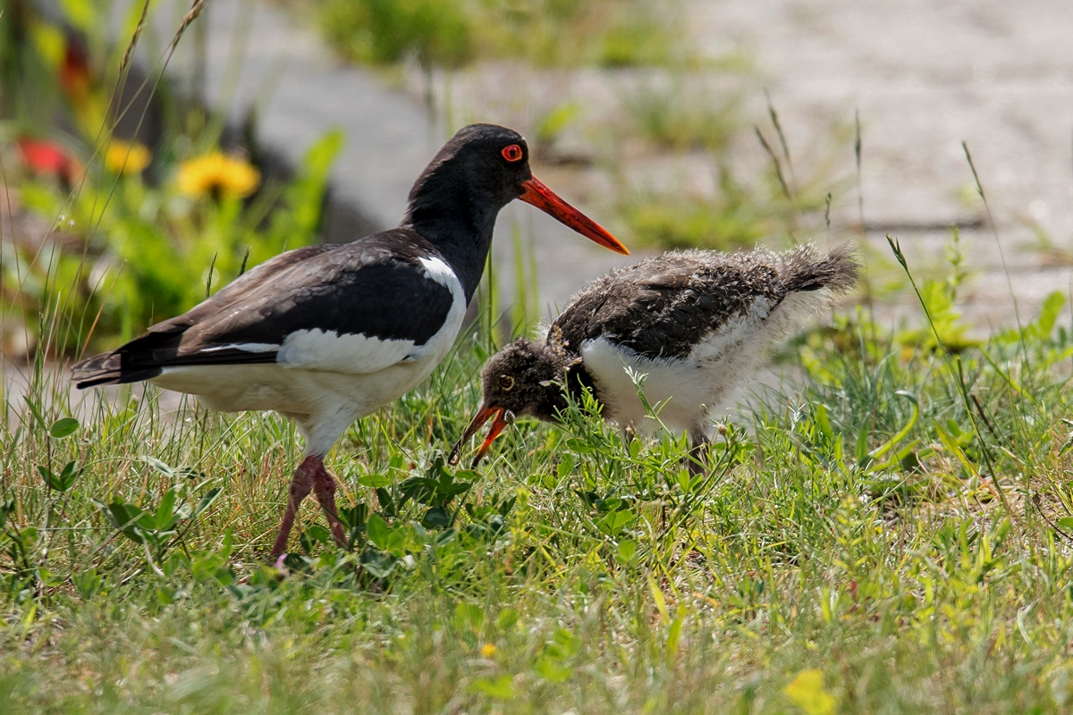 D50_2173_Austernfischer mit Jungvogel im Wohngebiet IA_5_2019.jpg