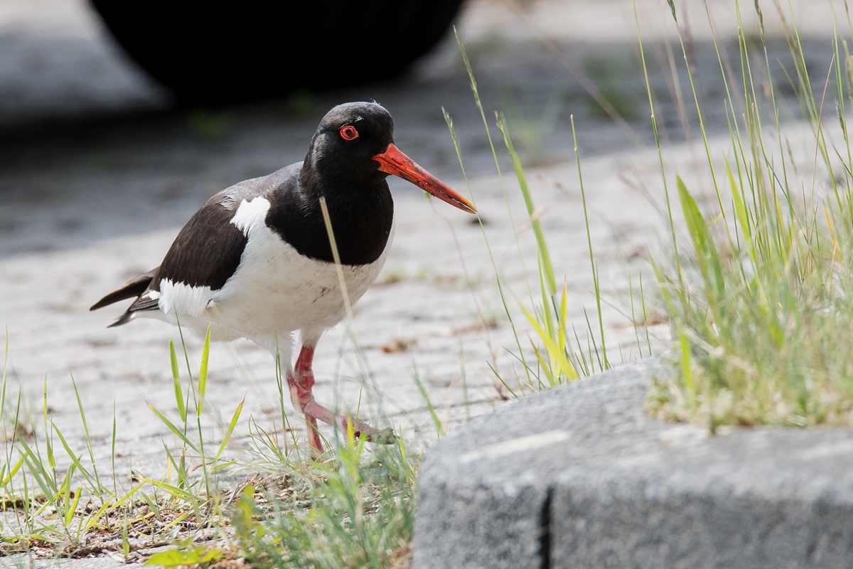 D50_2178_Wattestorch am FahrbahnrandA_5_2019.jpg