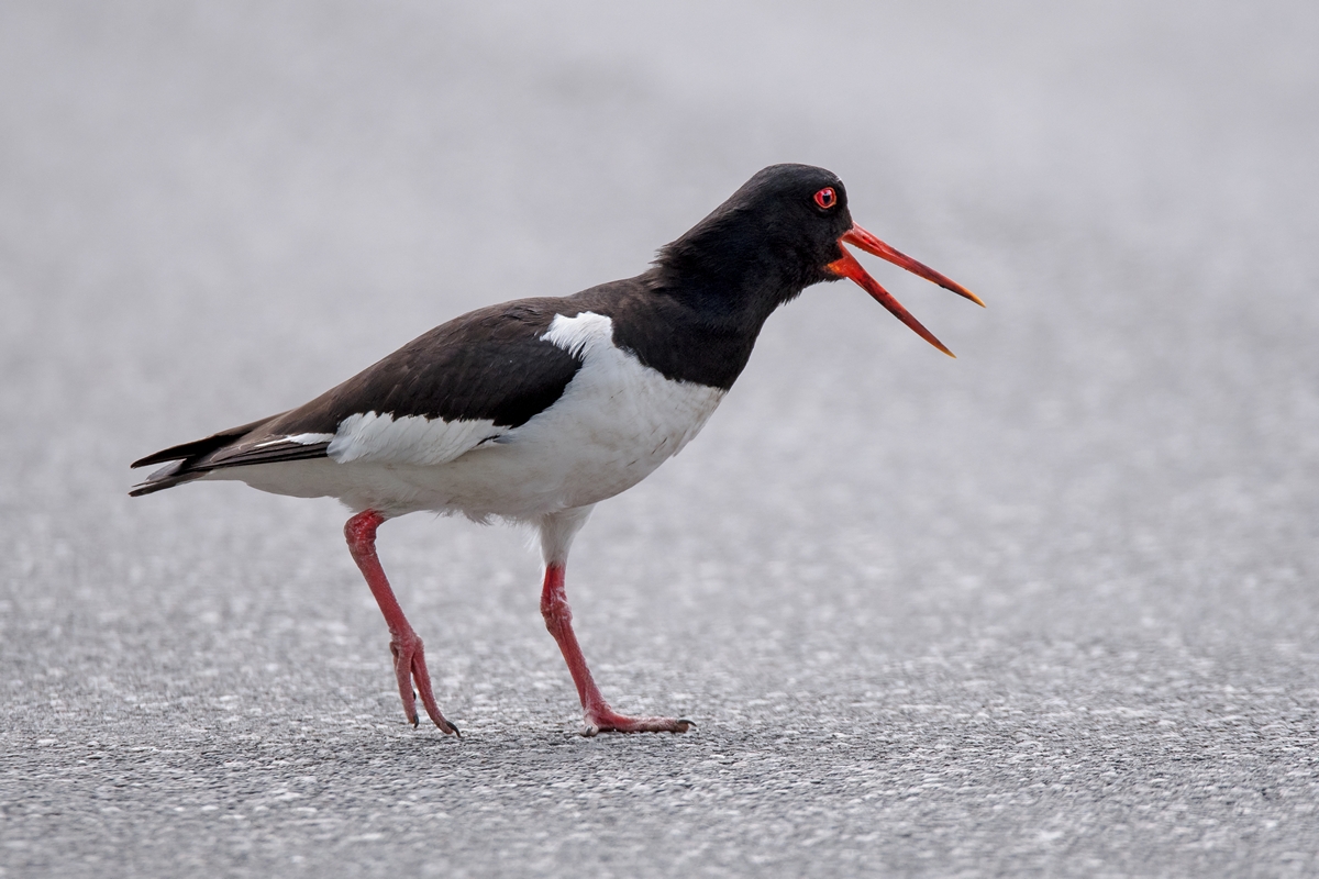 D50_2190_Austerfischer ruft Junges IA_5_2019.jpg