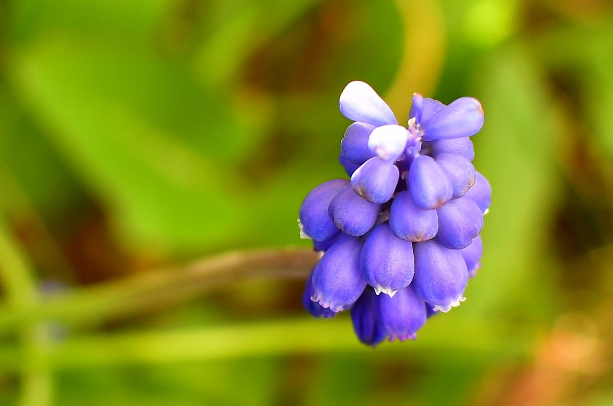 D50_2208.JPG