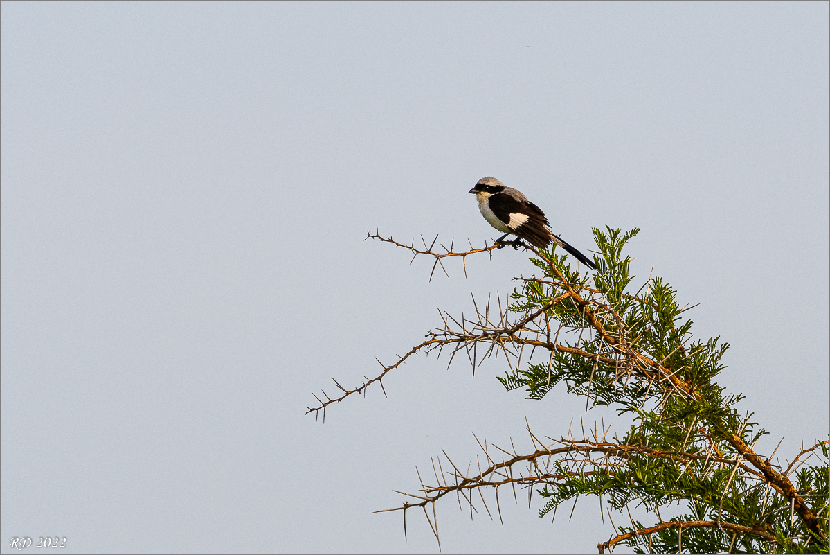 D50_2435.jpg