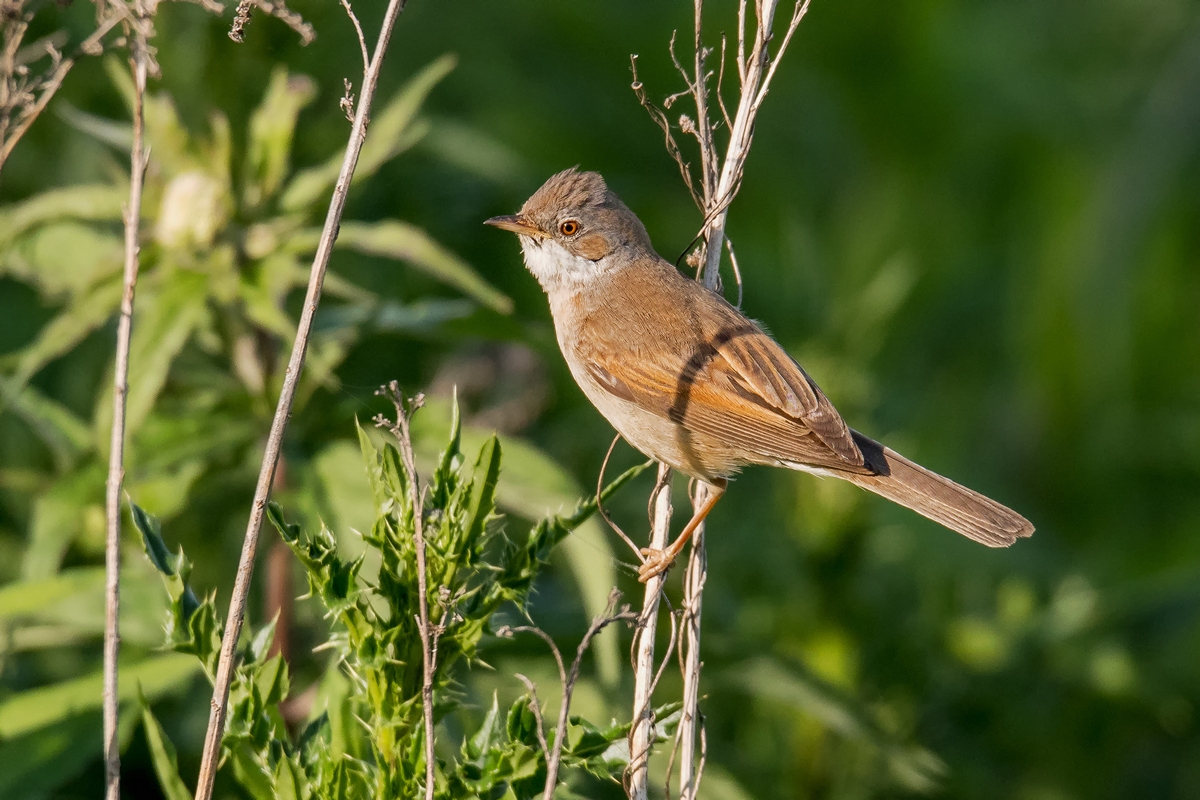 D50_2477_Dorngrasmücke IIIA_6_2019.jpg