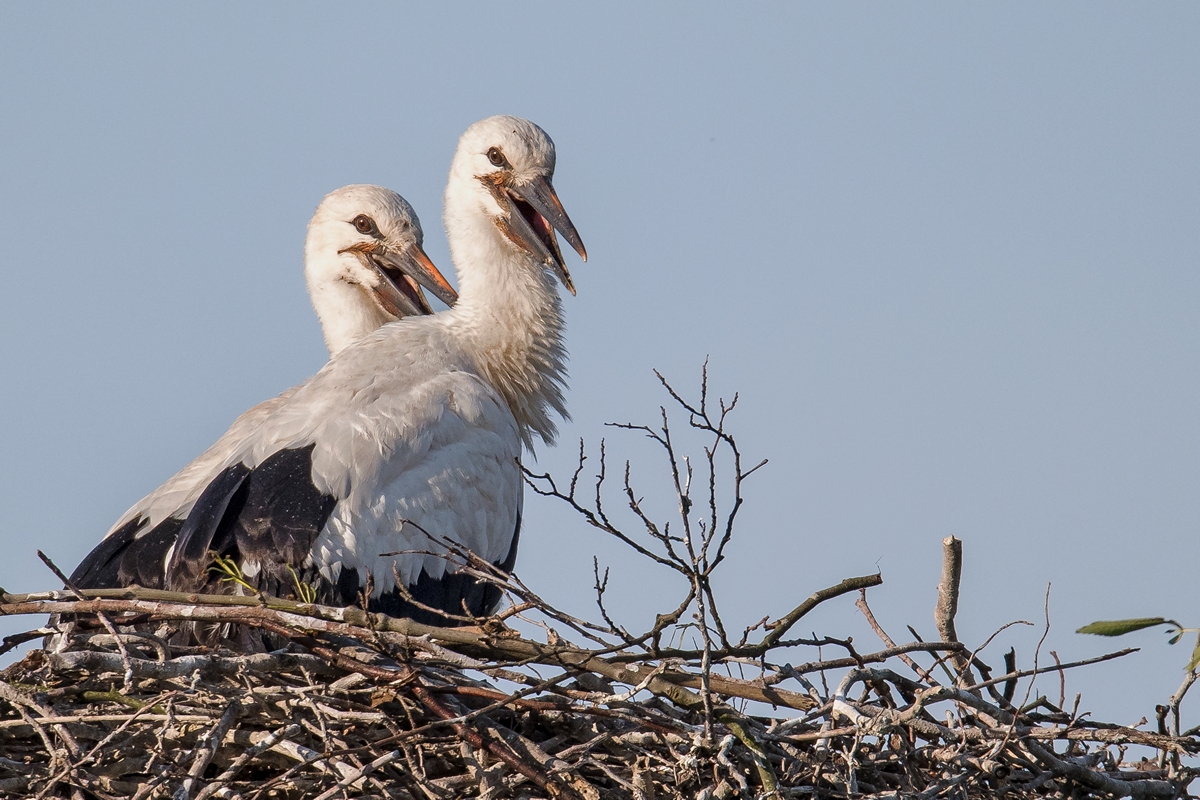 D50_2514_der Storchennachwuchs wartet auf Futter IA_6_2019.jpg
