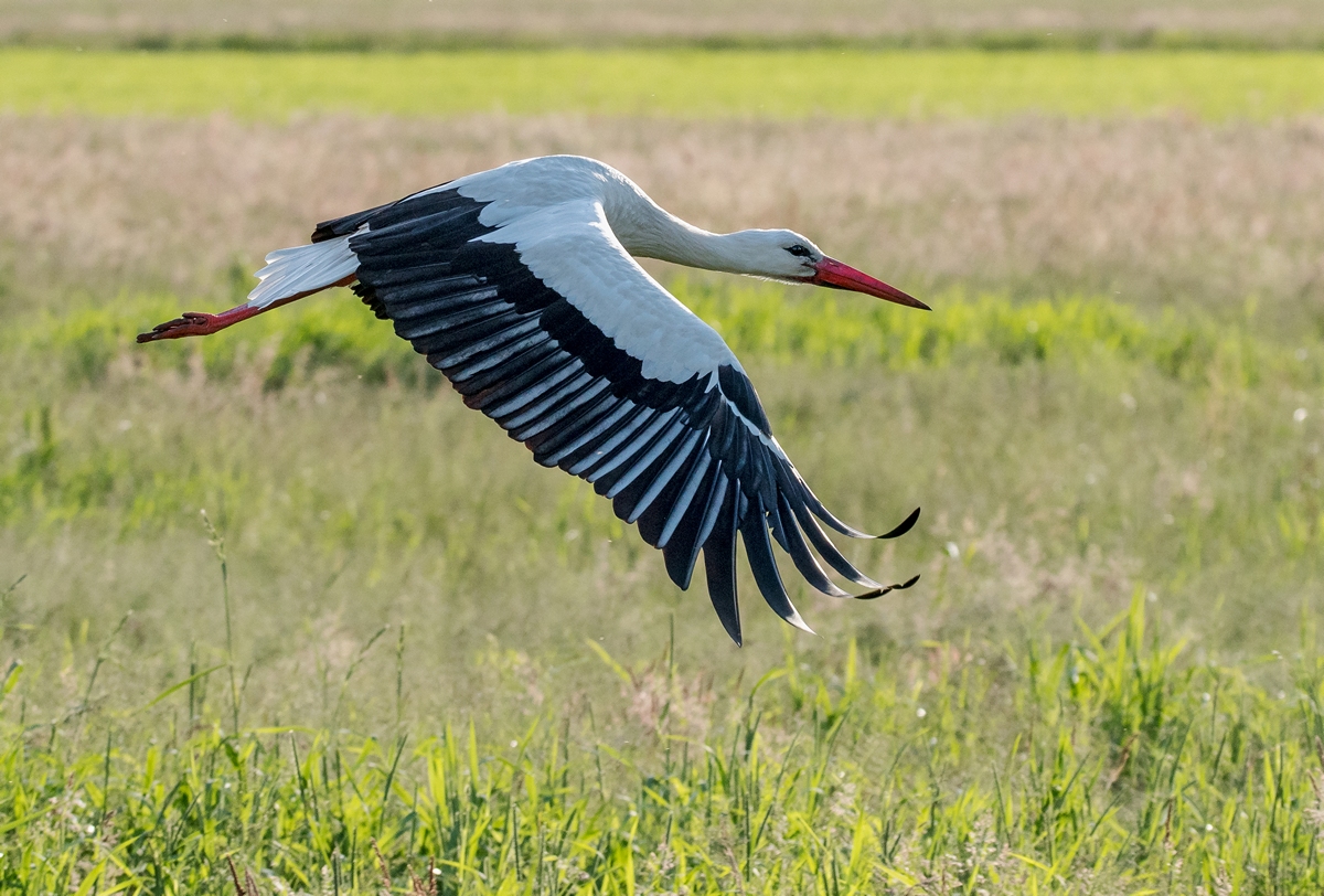 D50_2525_Storch im GegenlichtIA_6_2019.jpg