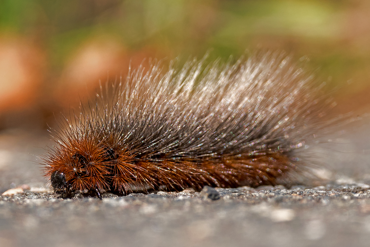 D50_2637_Raupe des Braunen Bären Falters_IA_7_2022.jpg