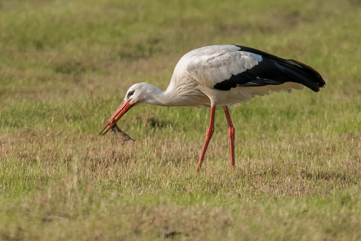 D50_2656_Storch mit Beute IA_6_2019.jpg