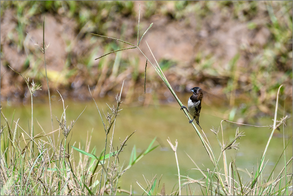 D50_2675.jpg