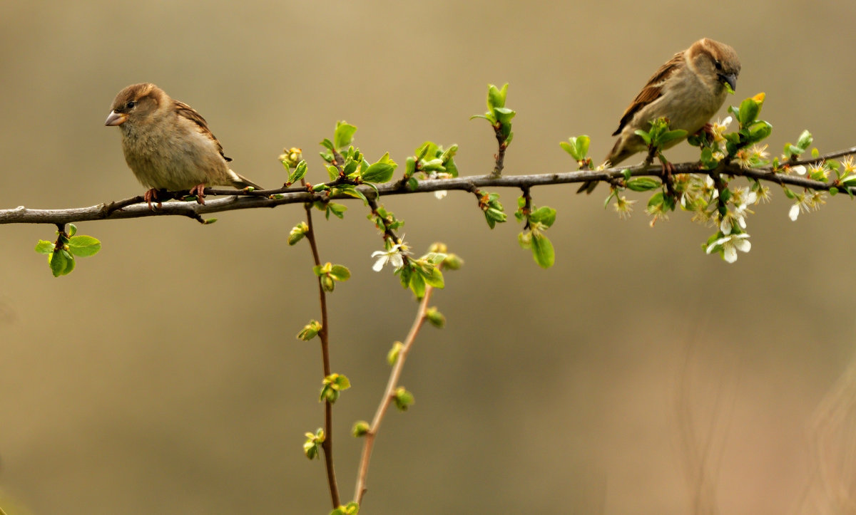 D50_2727_01.JPG