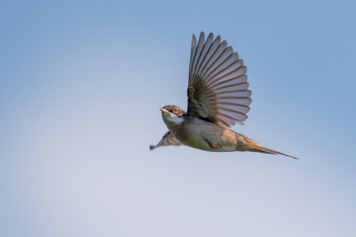 D50_2915_ erste Dorngrasmücke im Flug IA_6_2019.jpg
