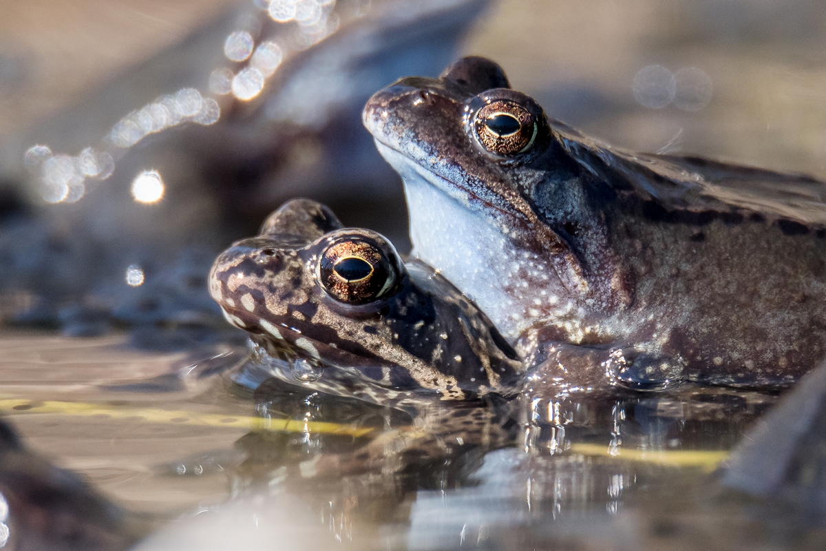 D50_3089_Frosch auf Froschdame IA_4_2018.jpg